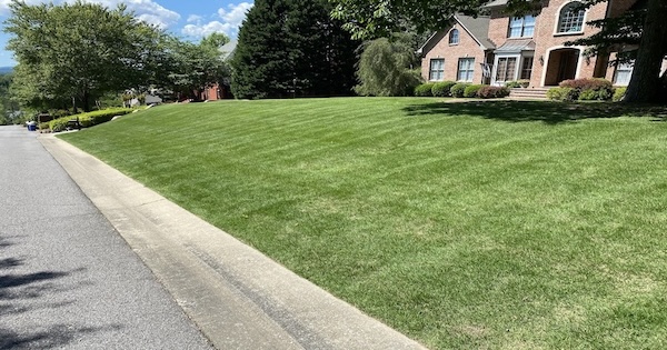 Freshly mowed lawn