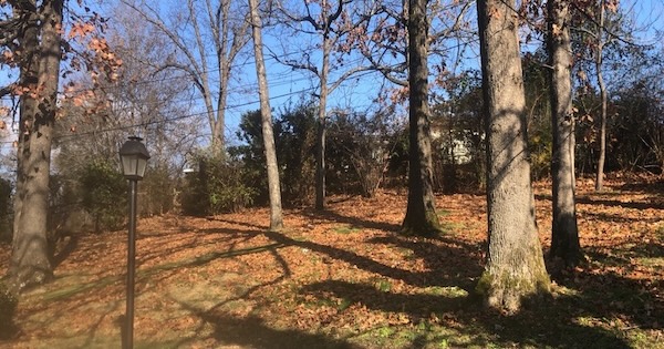 Before image of a backyard covered in autumn leaves